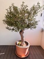 Olivenbaum im Topf mit schöner Stammform freistehend