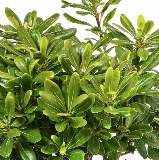Ab 1. fr 5 Samen immergrüner Zierstrauch PITTOSPORUM TOBIRA Kaufen