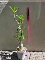 *RARITÄT* Adenium "Black Somalense" Sämling / Wüstenrose