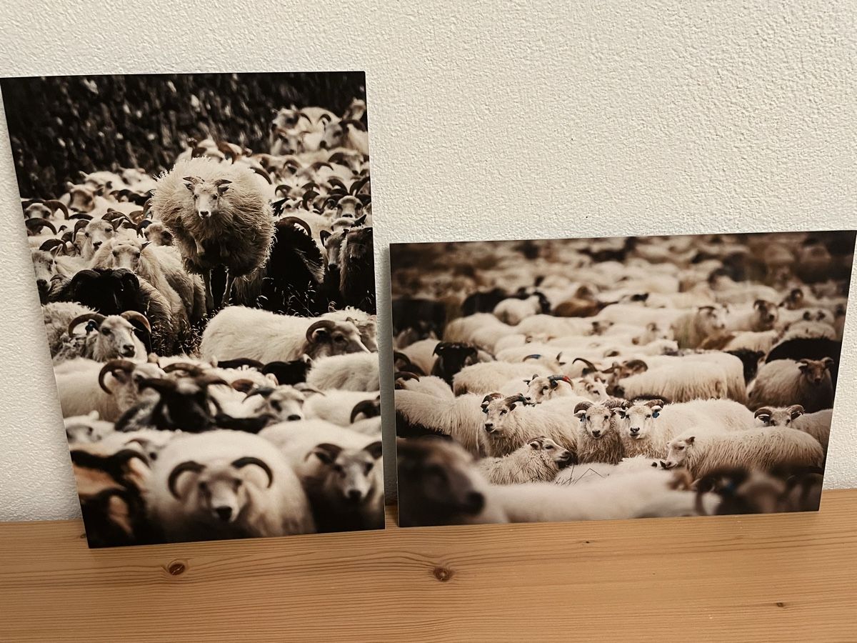 Foto & Immagini: 2 Bilder Schafherde auf Island – Nuovo (secondo la descrizione) da Siebnen venduto da Starlauf