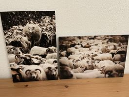 2 Bilder Schafherde auf Island
