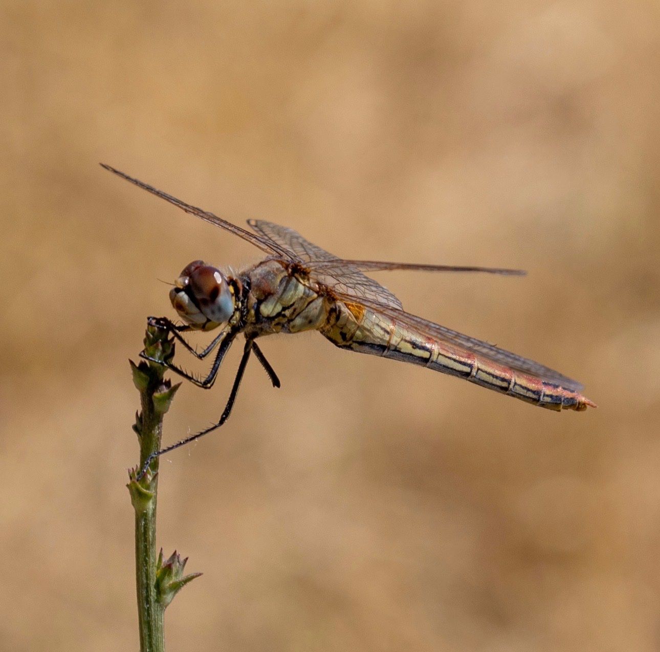 Canon Obiettivi: Canon RF 85mm F2 Macro IS STM – Usato da Hindelbank venduto da Foxds81 4