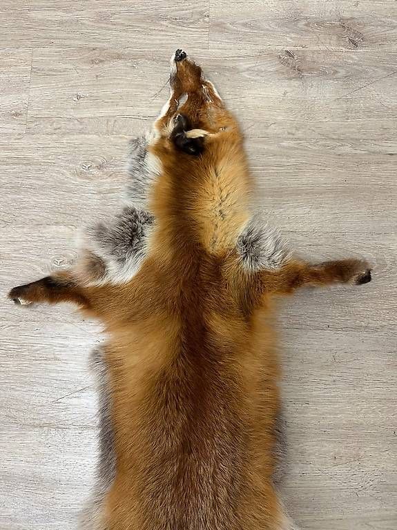 Il mondo degli animali: Vintage Rotfuchs Echtfell Ganzfell mit Schweif – Usato da Obernau venduto da Arche_Noah_Brocki 2