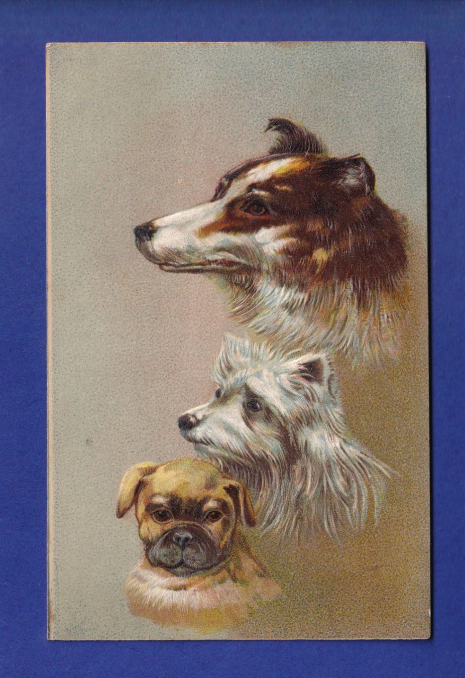 Ansichtskarten: CHIEN / HUND - Carte gauffrée – Gebraucht aus Pully von nicecards-shop