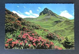 AK In den Alpenrosen auf Geils