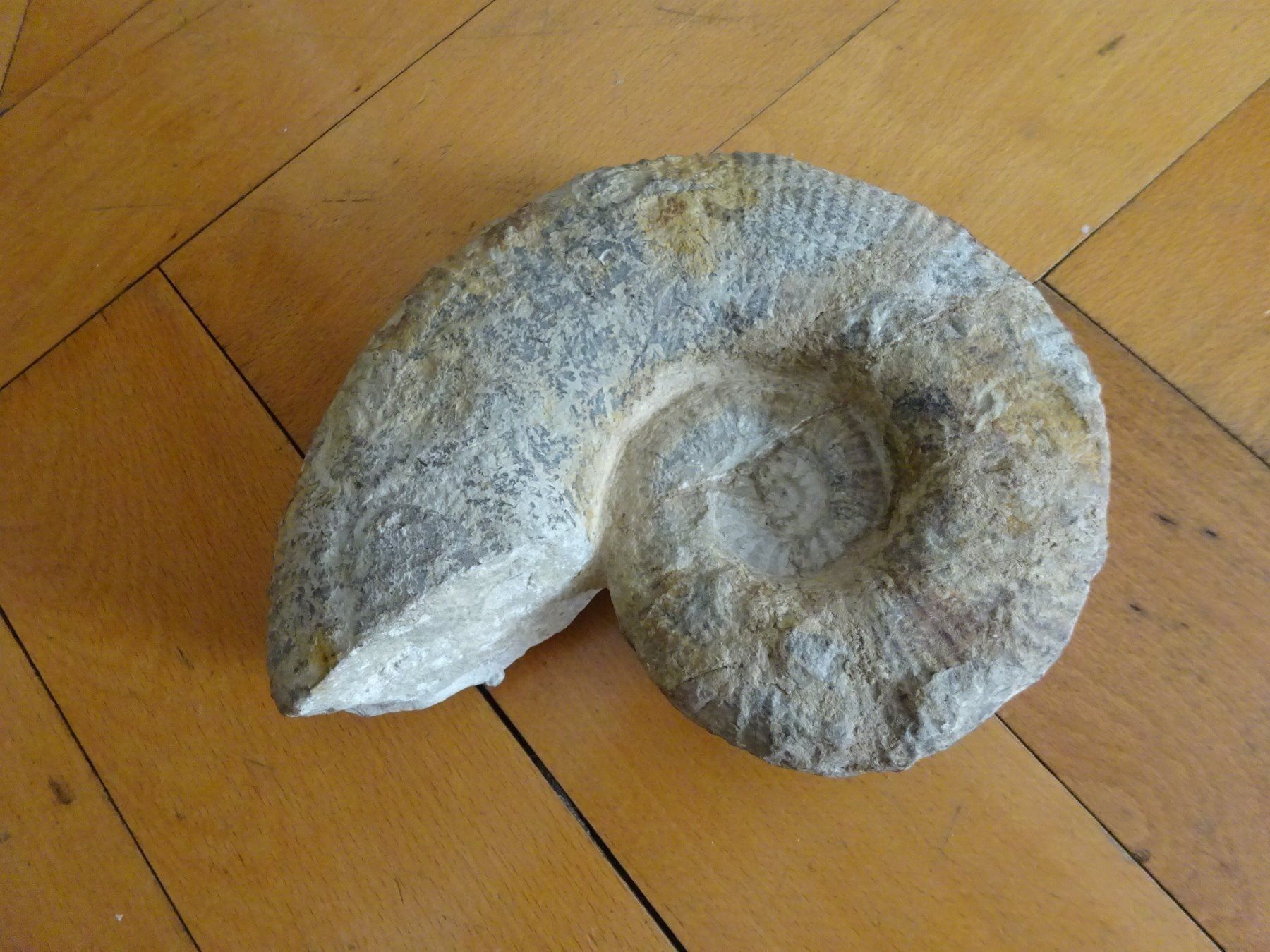 Fossilien: Grosser Ammonit / 3500 Gramm – Gebraucht aus Esslingen von eintagammeer 6