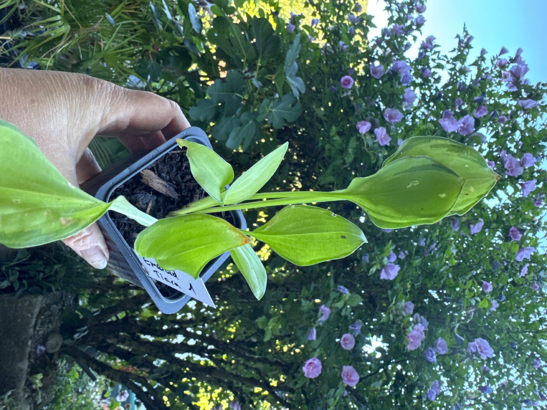 Pflanzen & Samen: Hosta emerald tiara 1 – Gebraucht aus Lajoux JU von Briard0 1