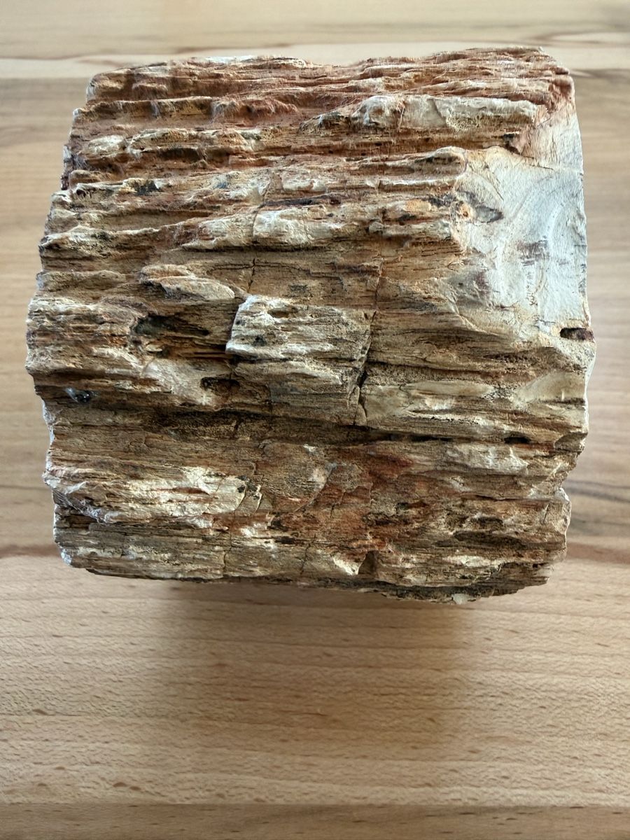 Fossili: Versteinertes Holz – Usato da Grenchen venduto da Bastet007 6