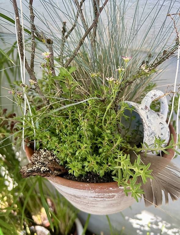 Piante & sementi: 5 Pflanzen in der Blumenampel  – Usato da Frauenfeld venduto da Irene.Schuppli 4