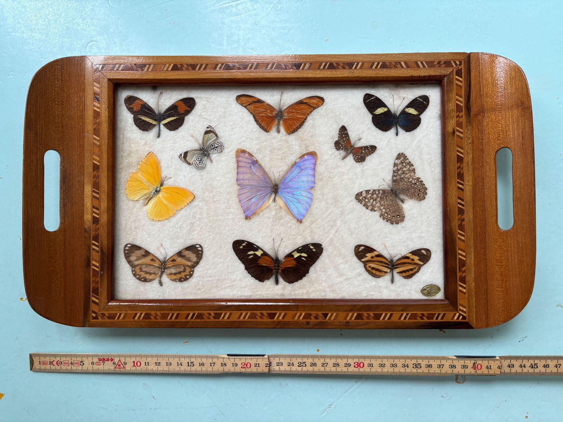 Alle Dekorationen: echte Schmetterlinge hinter Glas – Gebraucht aus Zürich von LOT78 3