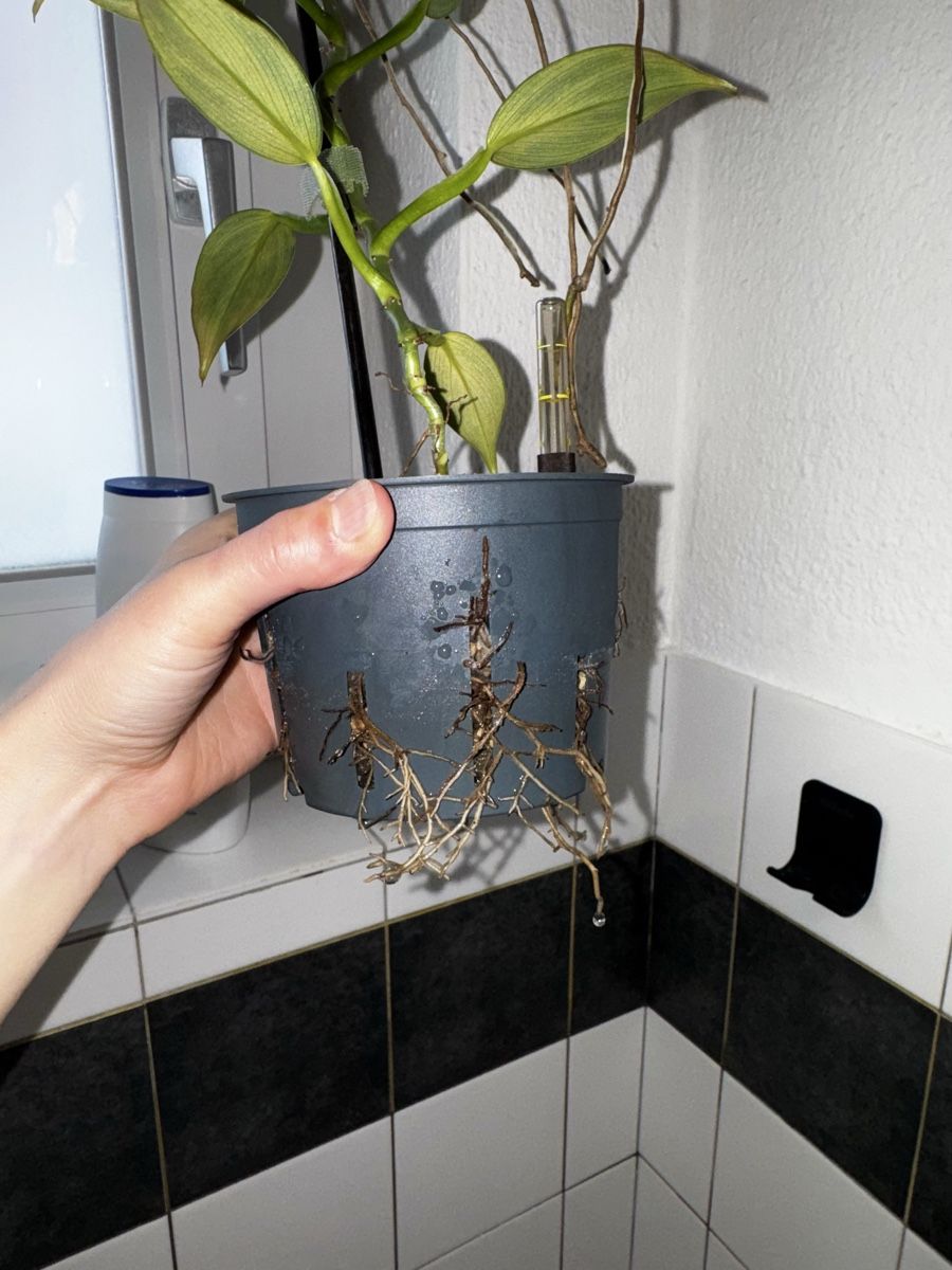 Piante & sementi: 🌱 Sadplant: Philodendron silver sword – Usato da Niederbuchsiten venduto da GreenGems 5