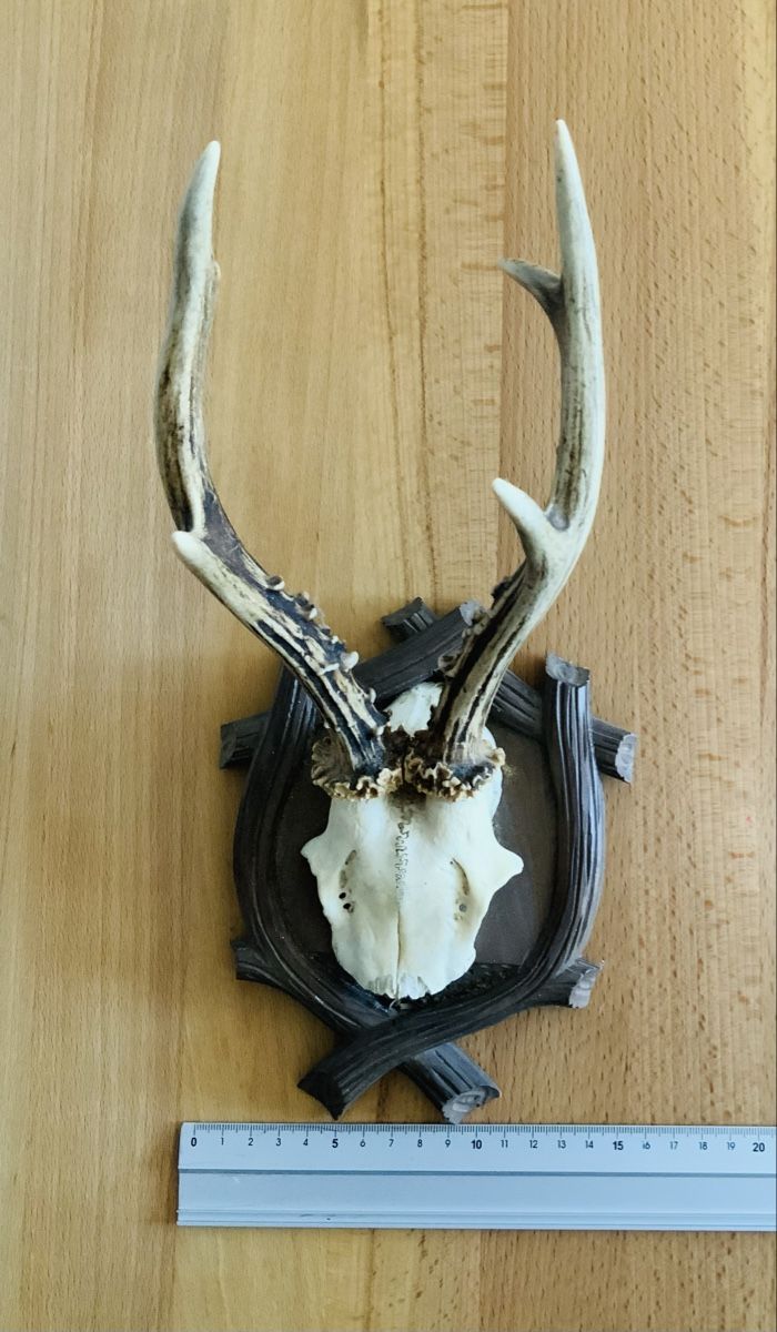 Altre raccolte & rarità: Rehgeweih auf Holzschild montiert, Jagd trophäe – Usato da Lufingen venduto da lotzstef 1