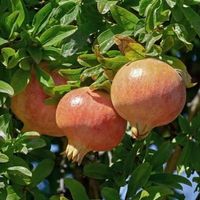 Granatapfel - Punica granatum "Lyubimy" - 1 Pflanze