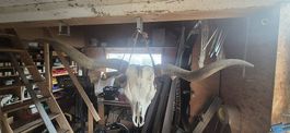 Echter Longhorn-Rinderschädel mit großen Hörnern
