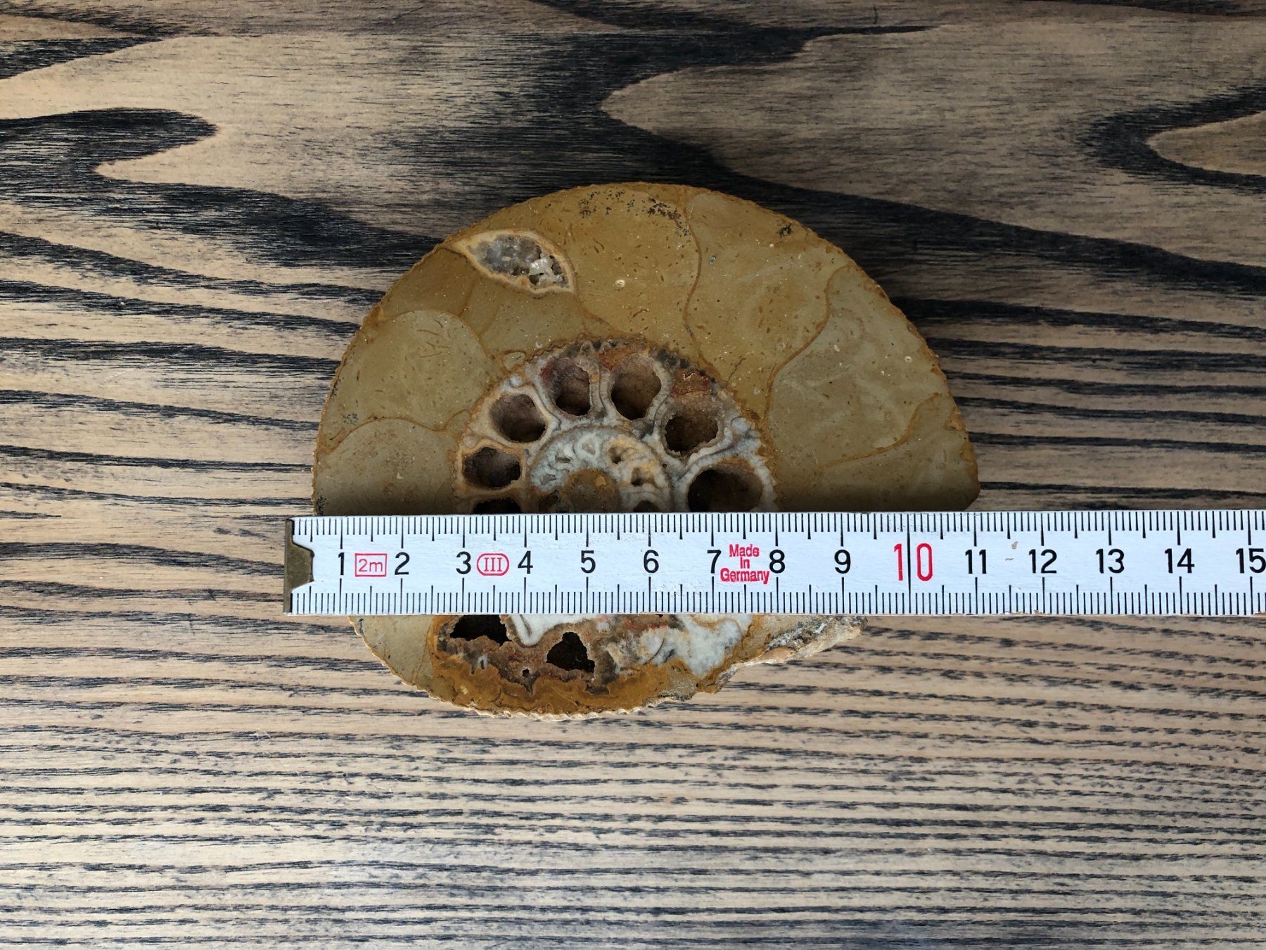 Fossili: Ammonit Fossil ca. 10.5 cm – Usato da Berg am Irchel venduto da Zweiti_Chance 3