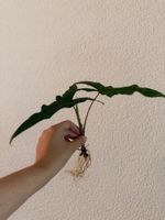 Alocasia Sabrina Narrow In Hydrokultur 
