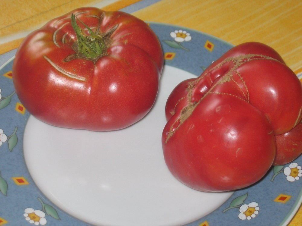 Piante & sementi: Tomate Gregory Altai  RARE  3g – Nuovo (secondo la descrizione) da Bremblens venduto da FIBONACCI369 3