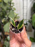 Hoya bakoensis albomarginata 🦄✨
