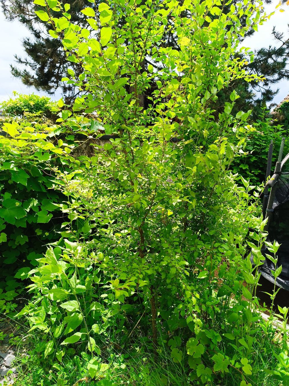 Plantes & graines: Kirsch Pflaumenbaum – D'occasion à Aarwangen par Byv7