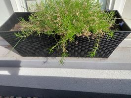Rattan Blumenkasten 4 Stück