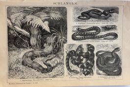 Orig. Holzstich um 1895 - Schlangen