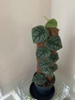 Schöne Monstera Dubia 🪴🥰