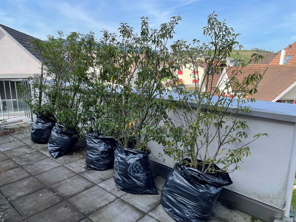 9 Portugiesische Kirschlorbeer für Hecke Kaufen auf Ricardo