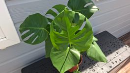 Monstera deliciosa