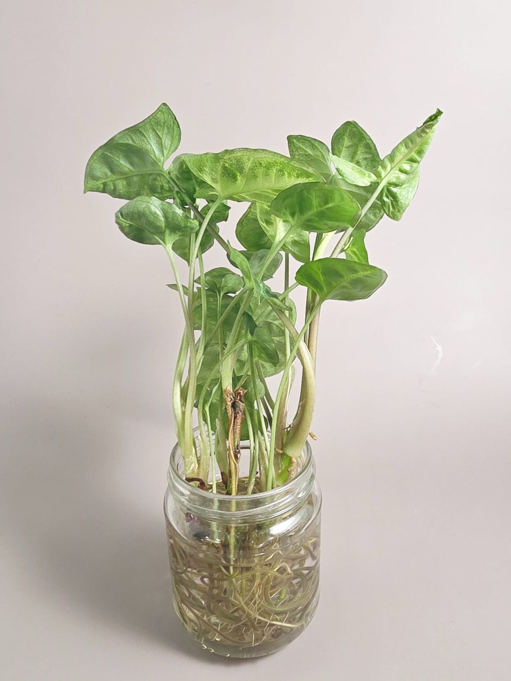 Piante & sementi: Syngonium Podophyllum 'Pixie' Stecklinge – Nuovo (secondo la descrizione) da Gerolfingen venduto da Azora 1