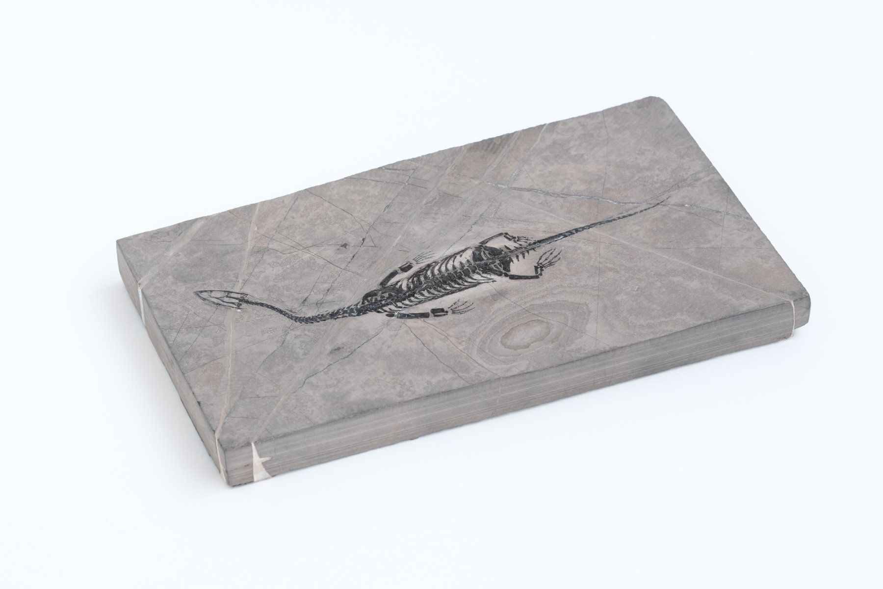 Fossili: 1A -Schwimmsaurier - Keichousaurus hui - Nothosaurus - China – Usato da Heiden venduto da mats10 1
