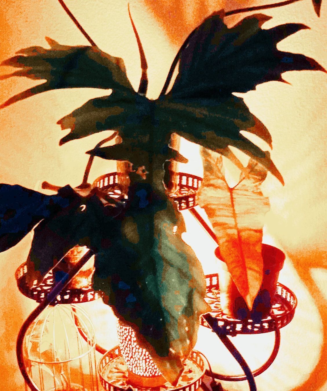 Piante & sementi: Philodendron Florida beauty X bobcee 9 – Usato da Lausanne venduto da kta_tss7 2