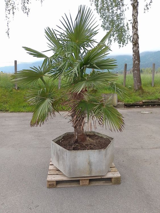 Grosse Palme in Topf Kaufen auf Ricardo