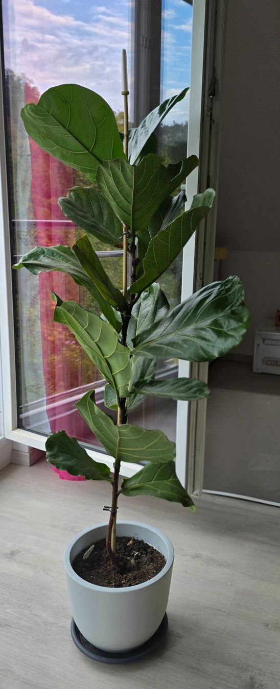 Plantes & graines: Ficus Lyrata – D'occasion à Aarburg par Glitzerschein 1