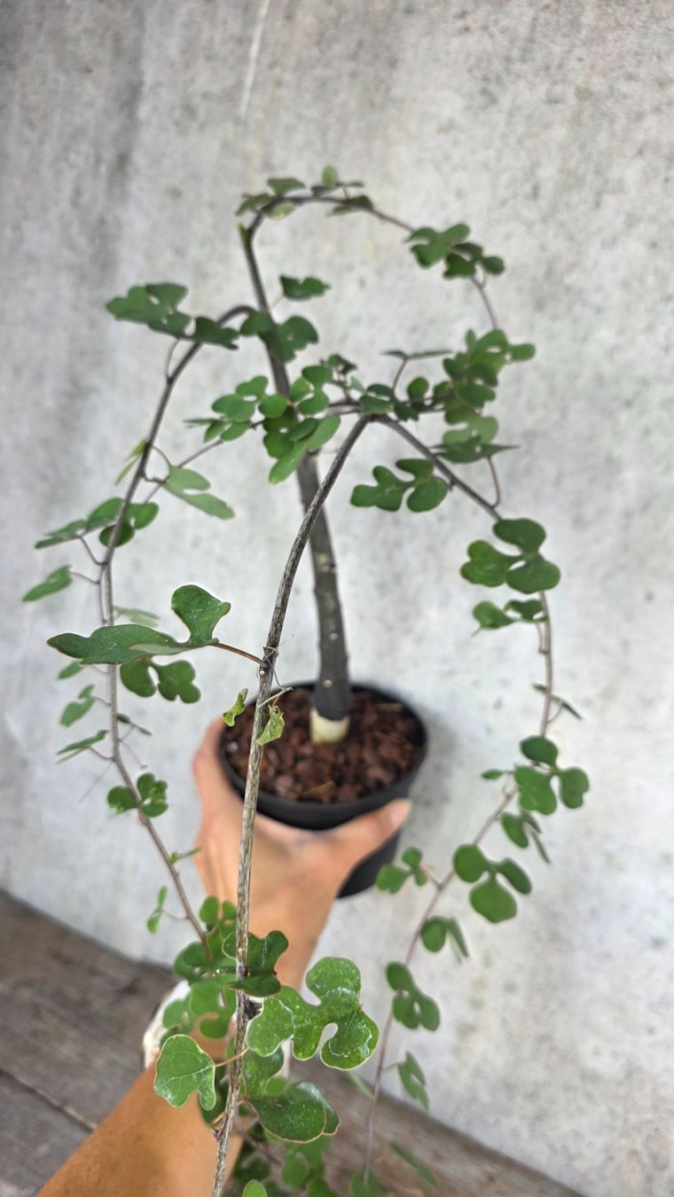 Pflanzen & Samen: ADENIA CLADOSEPALA – Neu (gemäss Beschreibung) aus St.Erhard von Plumilandschweiz 1