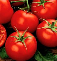 Ab 5.- fr 5 Samen Tomate "MONEYMAKER"