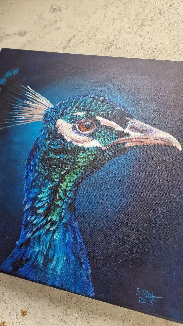 Dipinti: Originales Gemälde: Pfau - 50 x 50 cm – Nuovo e nell'imballaggio originale da Tägerwilen venduto da Simone_Widler_Art 3