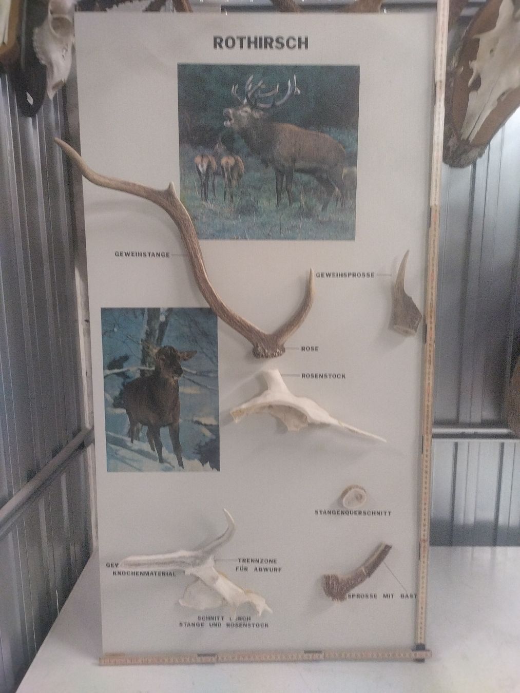 Il mondo degli animali: Rothirsch Geweih Lerntafel gut erhalten – Usato da Wettingen venduto da Bwalti