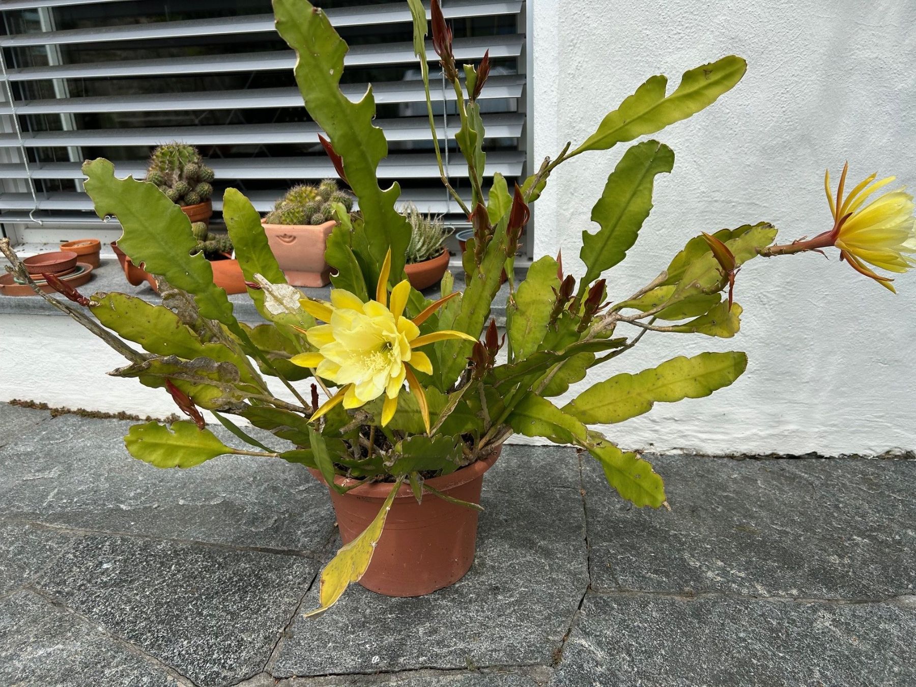 Piante & sementi: Epiphyllum hellgelb – Nuovo (secondo la descrizione) da Au SG venduto da Nadel04