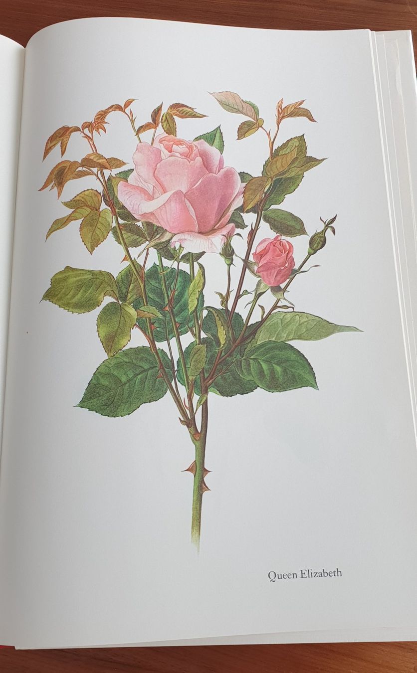 Libri: "Vom Ruhm der Rose" – Usato da Luzern venduto da Tangerine6 5
