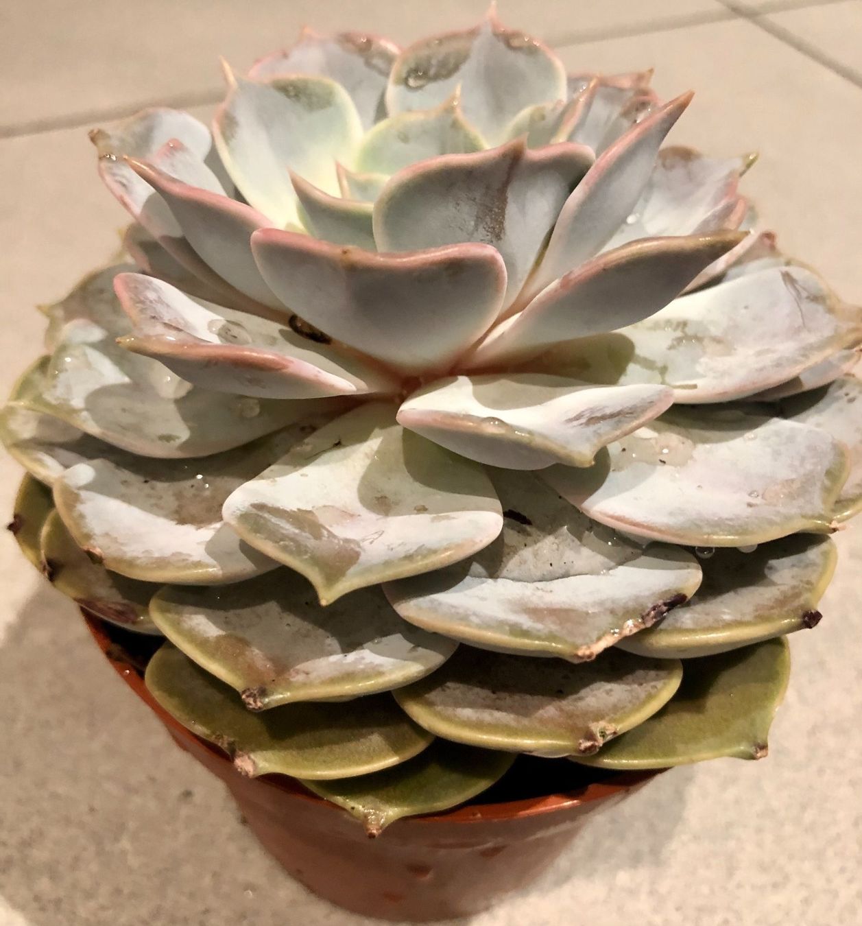Plantes & graines: Sukkulente  lilacina “GHOST” 20 ↕️ – Neuf avec emballage d'origine à Rovio par POSITIFFARTandPLANTS 4