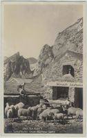AI 19 Bergwirtschaft ZUM SCHAFBODEN 1927 Schafe