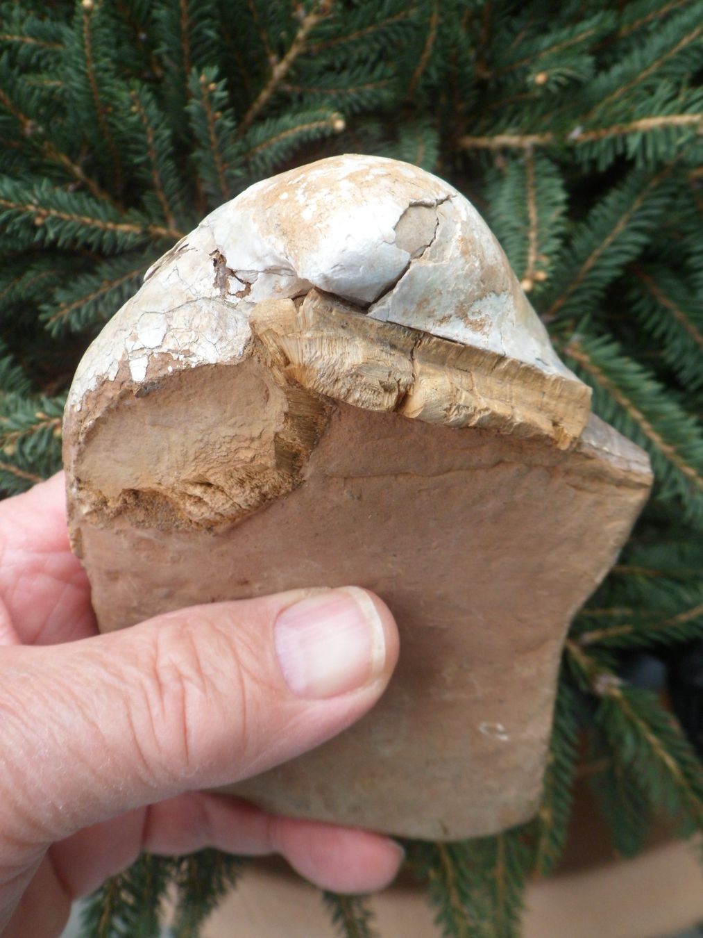 Fossilien: Fossile Muschel 730 Gramm. – Gebraucht aus Affoltern am Albis von Fossil60 7