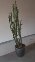 Euphorbia trigona (Wolfsmilchkaktus)