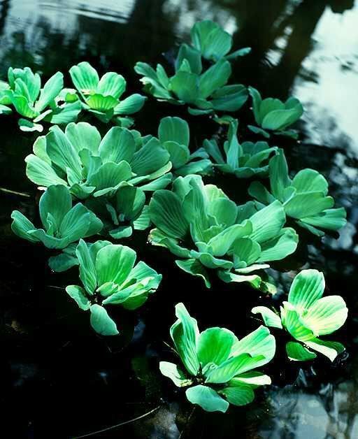 Piante & sementi: Wassersalat - 2 Pflanzen – Nuovo (secondo la descrizione) da Steffisburg venduto da Calceolaria