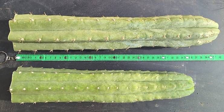 Piante & sementi: 2x Echinopsis Pachanoi – Nuovo (secondo la descrizione) da Grolley venduto da eluveitie32