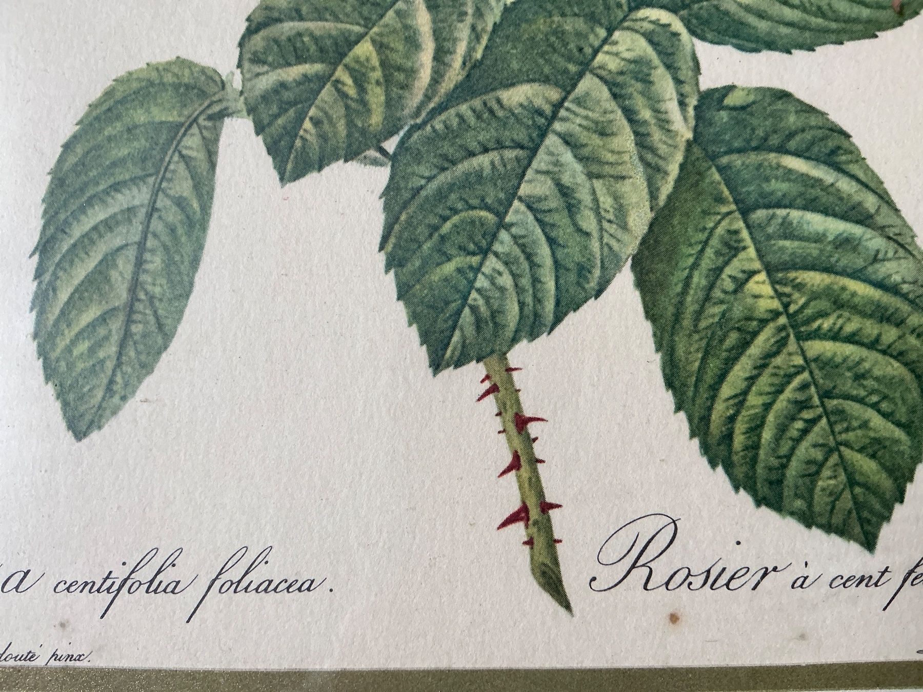 Foto & Immagini: Bild Rosen P.J. Redouté – Usato da Maur venduto da 20hcodracir11 6