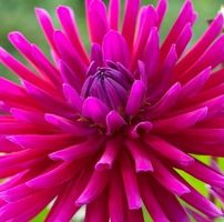 "DAHLIA PURPLE GEM" - eine schöne, dekorative und reiche  Bl