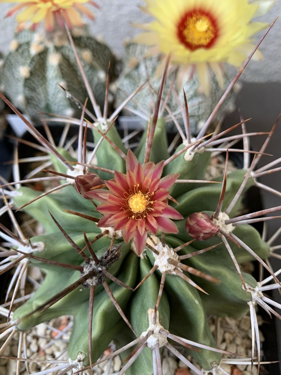 Piante & sementi: Ferocactus echidne v. rhodanthus – Usato da Rorbas venduto da SimS0n