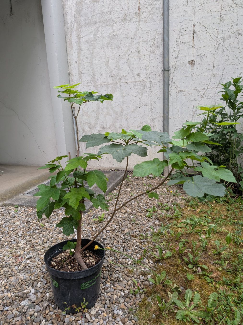 Piante & sementi: Bonsai Rohmaterial ab CHF 9: Bergahorn – Usato da Bern venduto da Hydrom 4