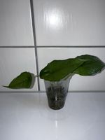 Alocasia heterophylla